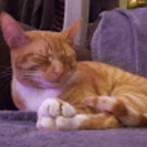 Meet your Posher, Annie